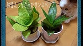 観葉植物 100均グッズだけで観葉植物サンスベリアを簡単に育てる方法 虎の尾 サンセベリア Youtube