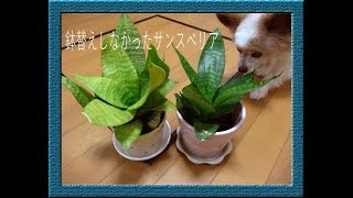 鉢替えしなかった100均サンスベリア もう我慢の限界です で植え替え Youtube