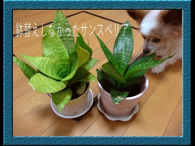 鉢替えしなかった100均サンスベリア もう我慢の限界です で植え替え Youtube