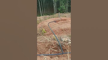 Cách kết nối béc T800 135 lít/ giờ đuôi 10ly vào ống LDPE