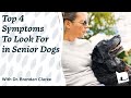 How to Care for your Senior Dog | Top 4 Symptoms - Rowan Sanderson