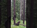 Once in a Lifetime: Bear Watching in Kainuu, Finland