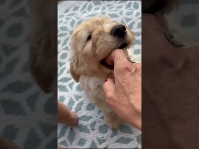 Welpen Olymiade Diesse