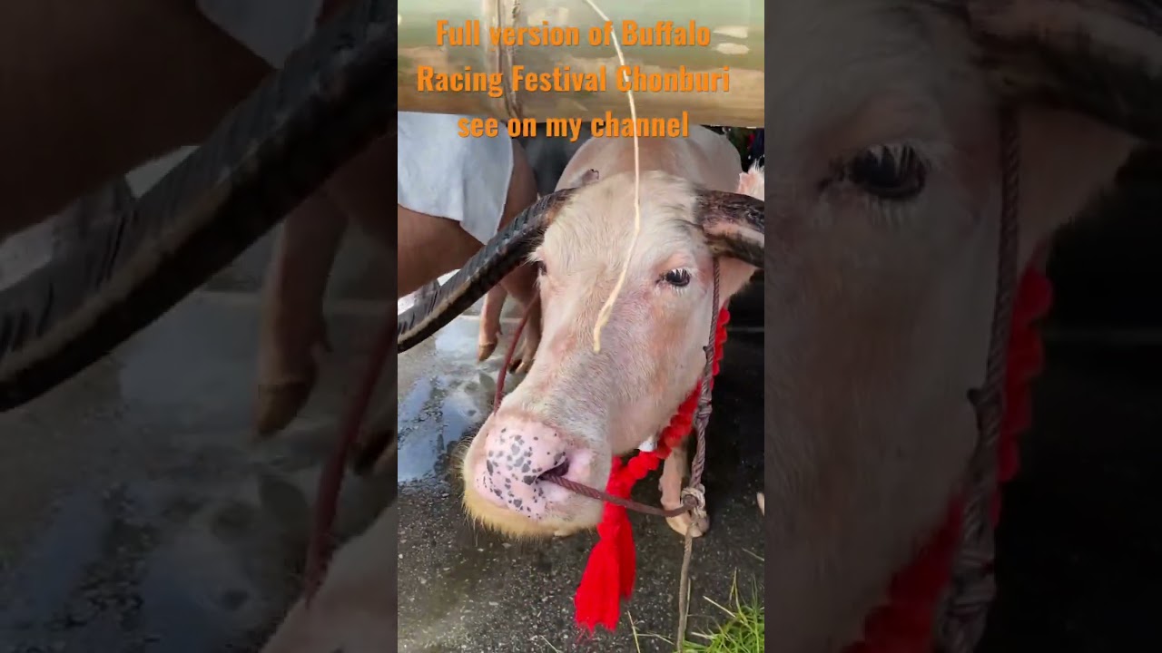 Buffalo Racing Festival Chonburi Thailand 2022