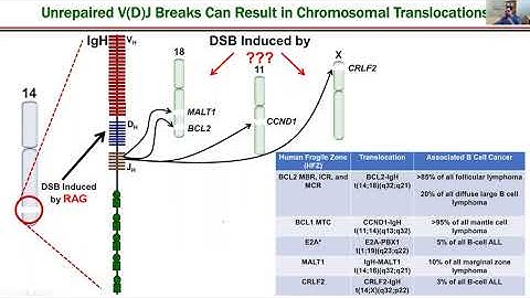 Etiology of Chromosomal Translocations by Nicholas R. Pannunzio, PhD | UCI