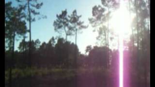 Trees Apparat - Radau