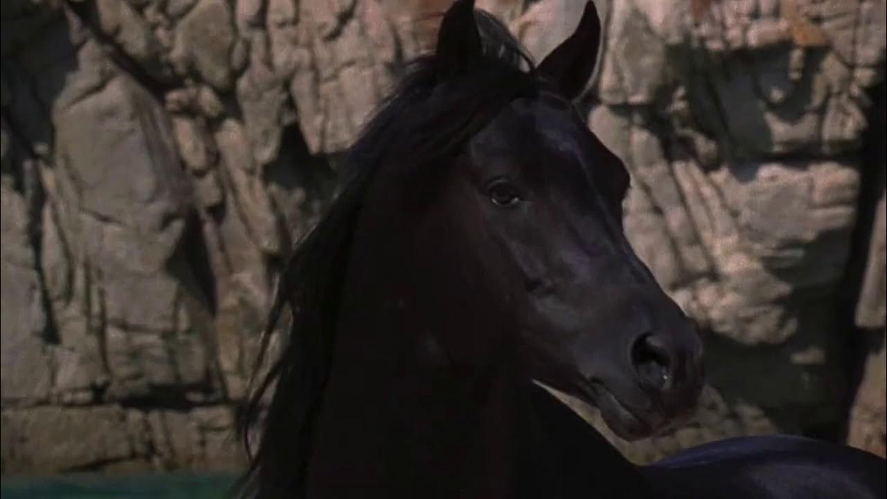 Про черного коня. Черный скакун 1979. Черный скакун / the Black Stallion.