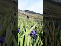 #himalayan #nature #shortvideo ❤️🙏❣️