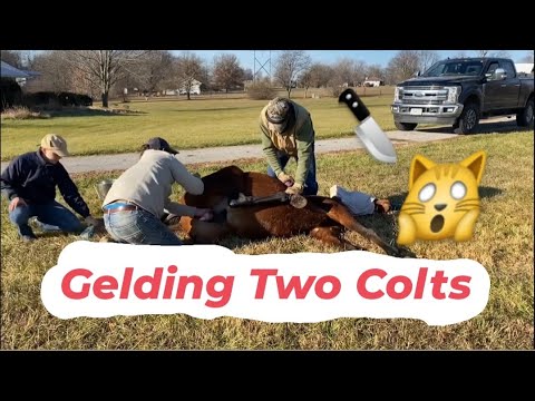Gelding Two Young Stallions *Graphic Warning*