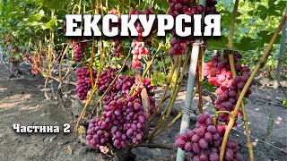 видео: Огляд нашого виноградника, а також усіх сортів винограду станом на 15 серпня 2025 року. Частина 2 картинка: Огляд нашого виноградника, а також усіх сортів винограду станом на 15 серпня 2025 року. Частина 2