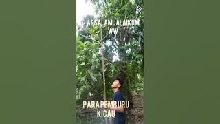 memikat burung menggunakan pulut dam mp3 melinjo yg lagi viral