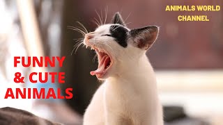 Best Of The 2020 Funny Animal Videos - Funniest Animals Cutest Animals Ever