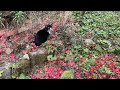 この音楽が流れたら家に入っていきます