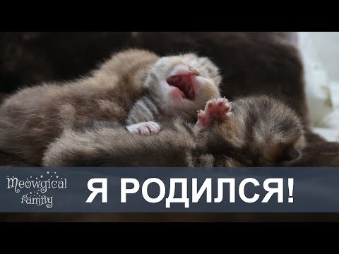 Видео: Как лечить конъюнктивит у кошек: 11 шагов