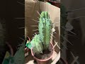 Deadly Spikes 🌵