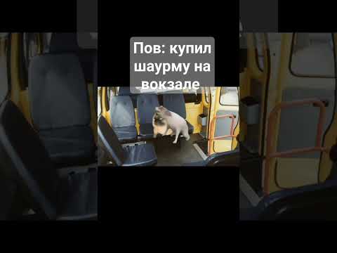 пов купил шаурму на вокзале #catmarsik #marsik #meme #жиза