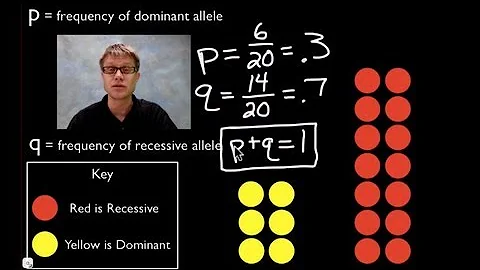 Hardy-Weinberg Equation