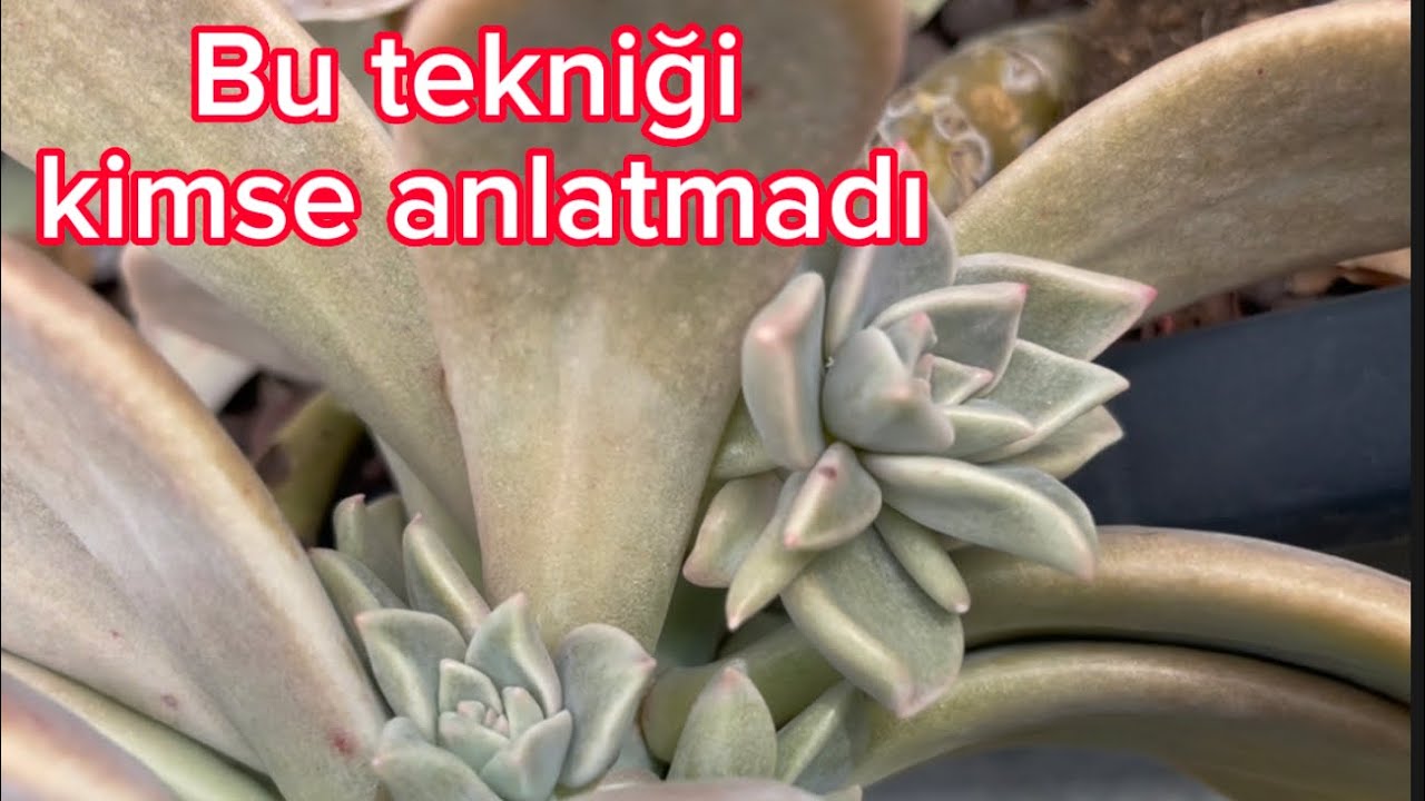 ÇITLATMA TEKNİĞİ Hiçbir yerde anlatılmamış çoğaltma usulü 💐 SUKULENTLERE DAİR ÇOK ŞEY 