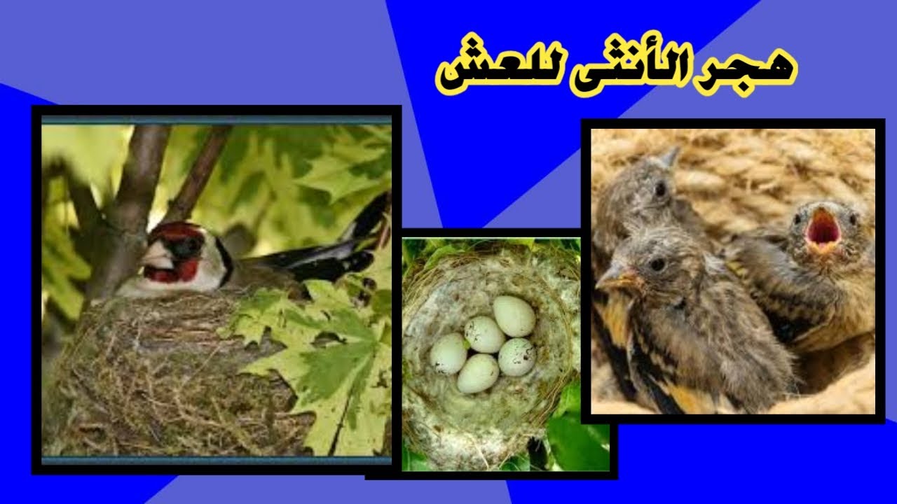 هجر انثى الحسون و الكناري العش الاسباب و الحلول.