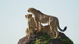 8-Day Epic Safari Adventure in Tanzania: Ngorongoro Crater & Serengeti Highlights!