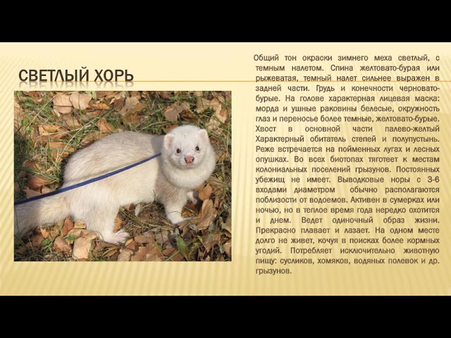 Красная книга Белгородской области 1