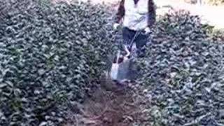 お茶畑の作業　浅耕１　静岡茶info