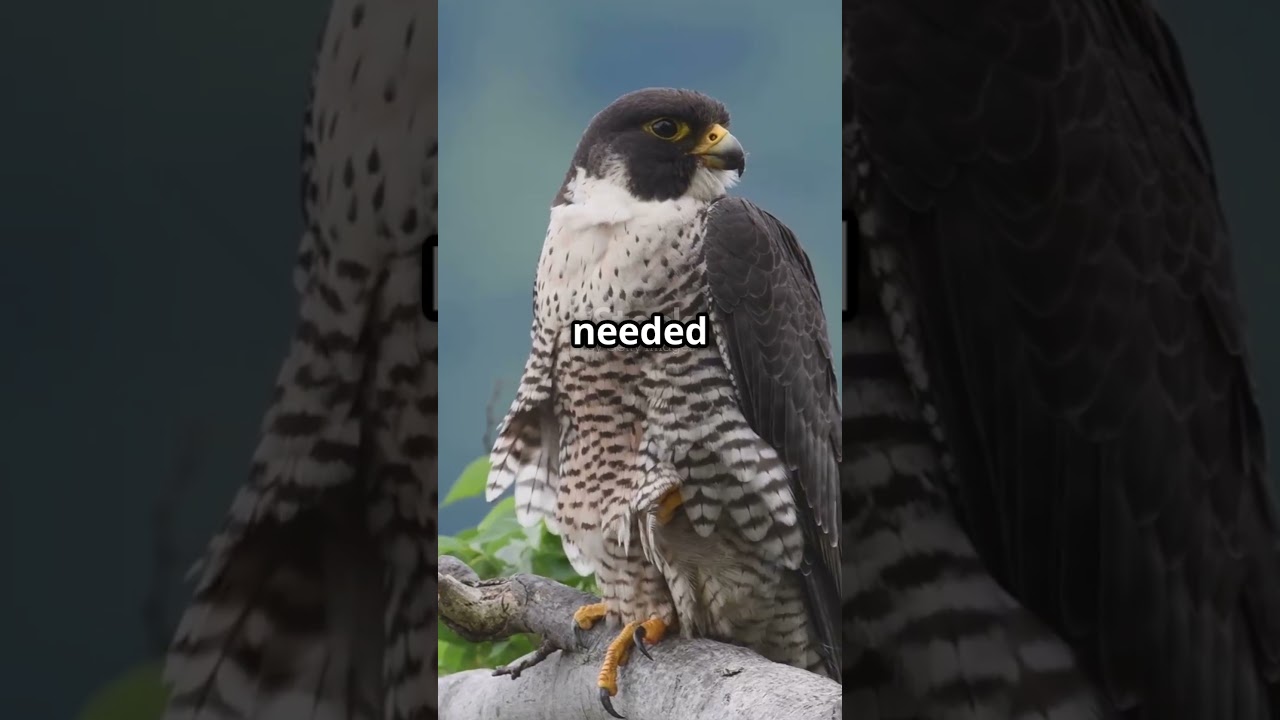 The Hedgehog  Dusty Adventure 