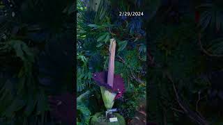 Watch our first corpse flower, Mirage, cycle through its bloom!