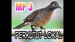 mp3 perkutut lokal