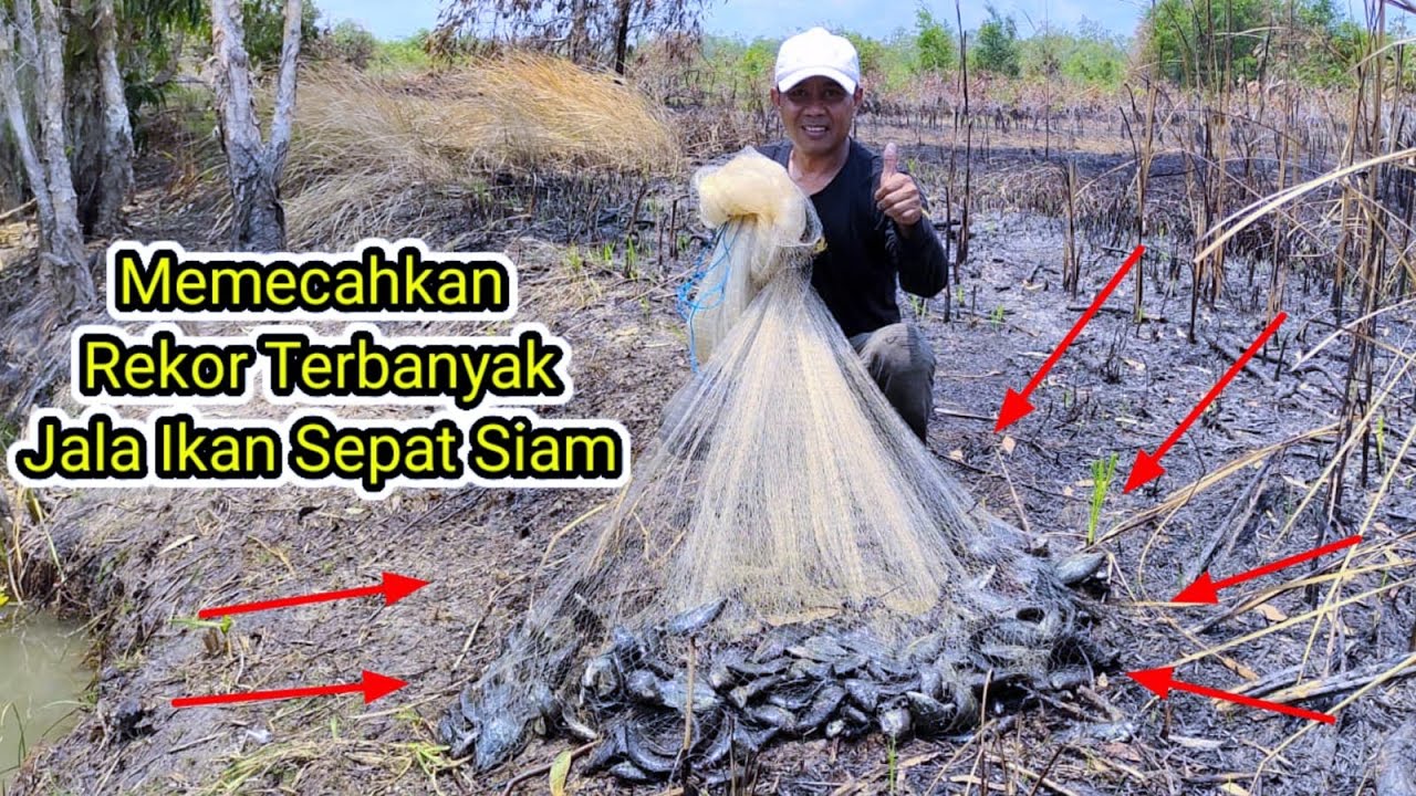 Memecahkan rekor pribadi terbanyak jala ikan Sepat Siam. !!! mancing alam liar Papua