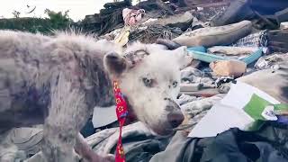 Самые Трогательные Спасения Животных Самые Трогательные Спасения Животных