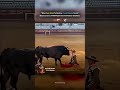 Human and Animal Loyalty, Bull and Men #shortvideo #shorts #bull #ground #redflag #arena