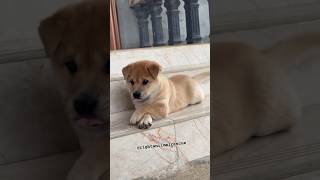 My Beby Dog Cuteness Love Animal