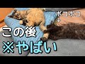 一緒に遊びたくて寝ている先住猫にちょっかい出したらボッコボコにされてしまった子猫。