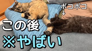 一緒に遊びたくて寝ている先住猫にちょっかい出したらボッコボコにされてしまった子猫。