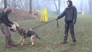 Xabu Von Der Germanenquelle Defence 8 Months. Helper Marek Urban