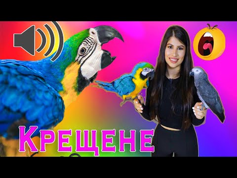 Видео: Защо папагалчето пищи?
