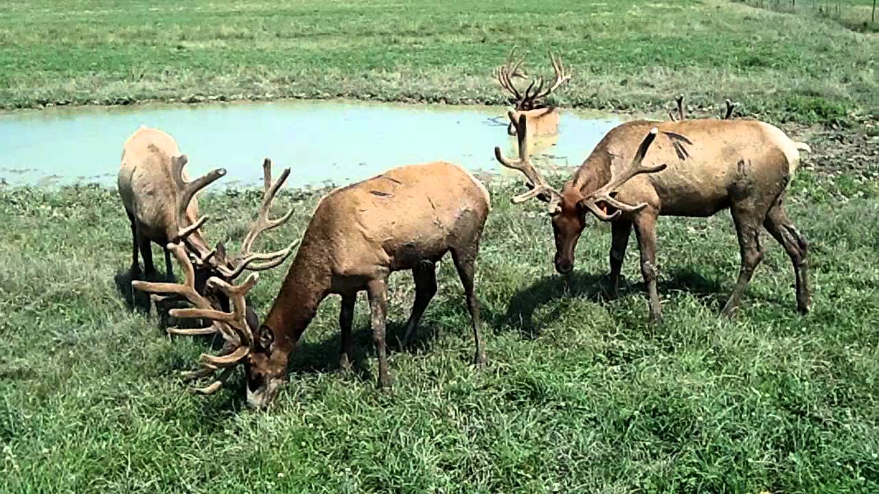 Amber Elk Ranch Ludington, Michigan YouTube