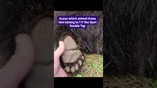 Guess Which Animals This Feet ? #challenge #reels #animals #natural #wildanimals #english #usa