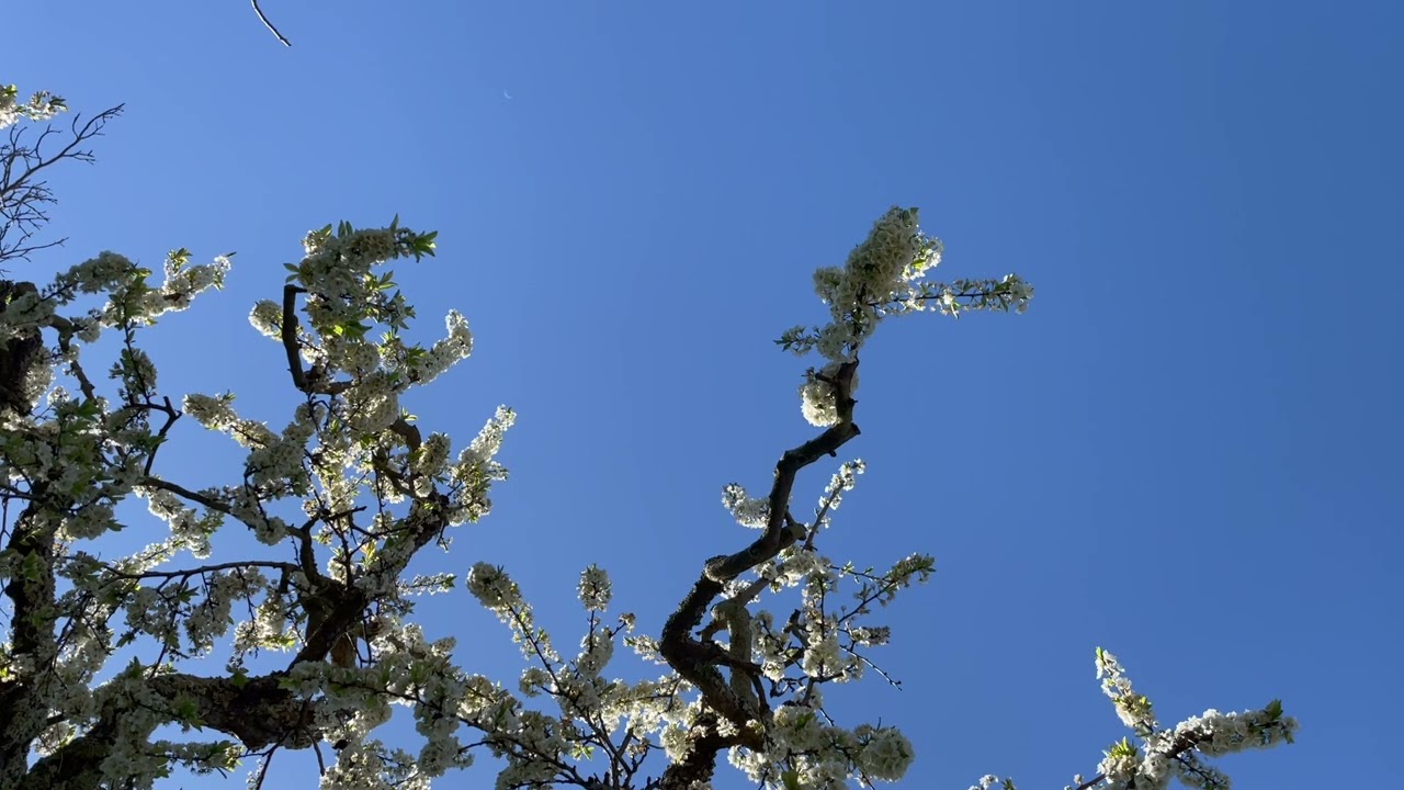 Historical Individuation and Mind at Large