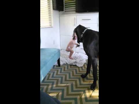 baby-teaches-great-dane-who's-in-charge!