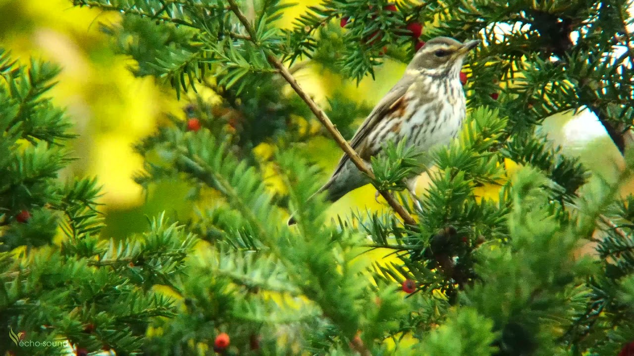 Redwing ( Turdus iliacus )