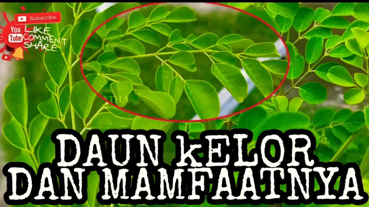 Tanaman Kelor dan manfaatnya 