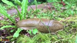 Slug invasion. They eat everything