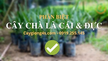 Phân Biệt Cây Chà Là Cái và Cây Đực - Nên Biết Khi Trồng Cây Chà Là Ăn Quả 2020