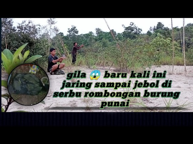 menjaring burung punai makan dan tidur di spot baru poin berlimpah #part5 class=