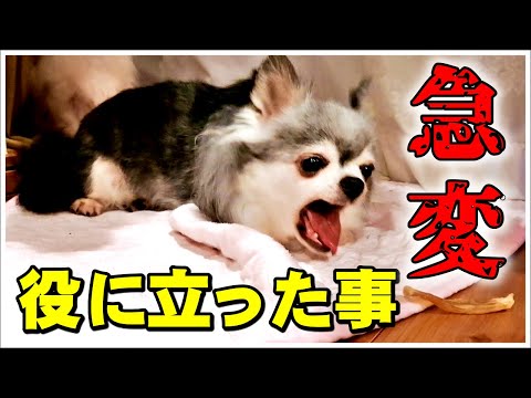 【愛犬の急変】夜中に激しい咳き込み(涙) とても役に立った事 保護犬チワワ