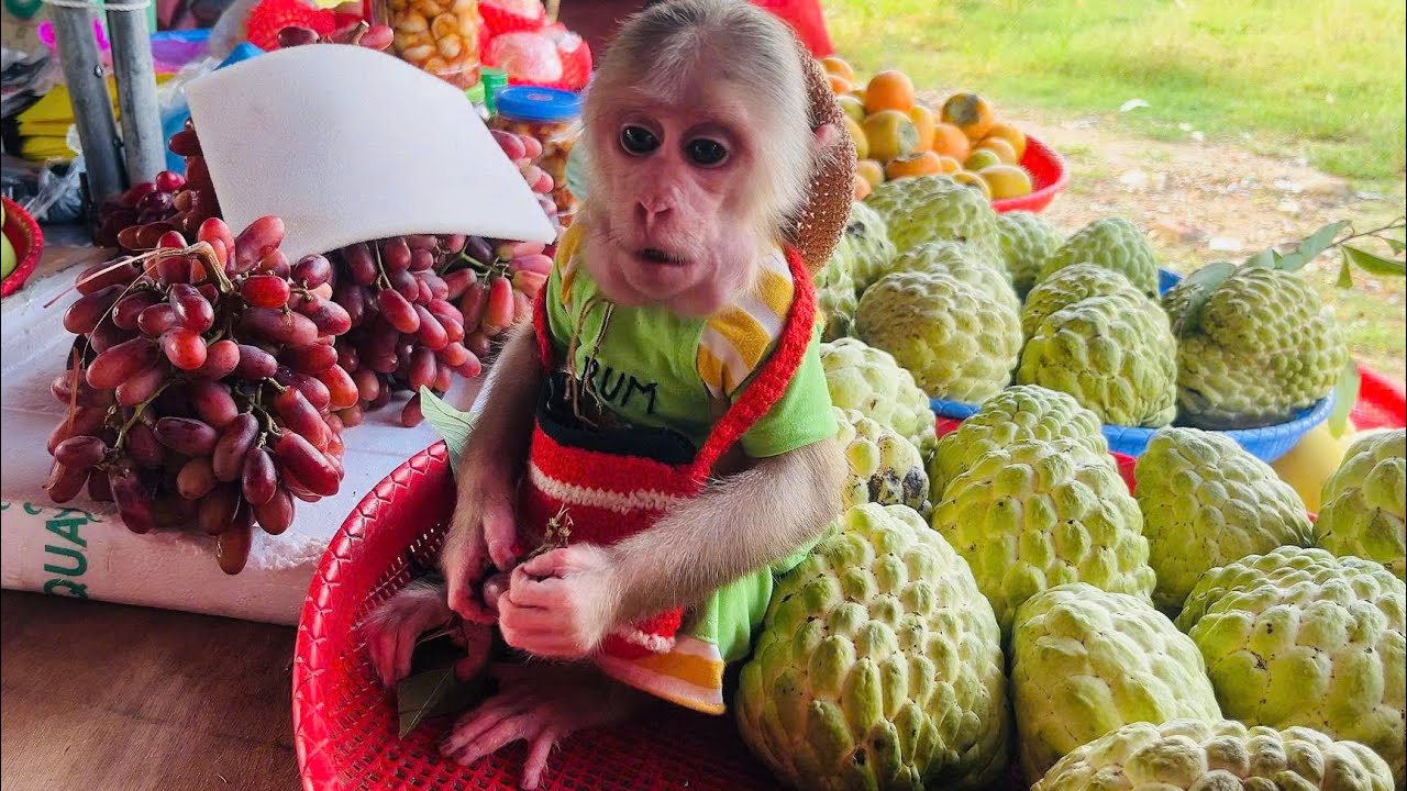 Dad took Rum Monkey to the fruit store.