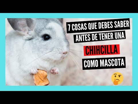 Video: Las 10 cosas que debes saber sobre las chinchillas