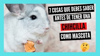 7 Cosas Que Debes Saber Antes De Tener Una Chinchilla